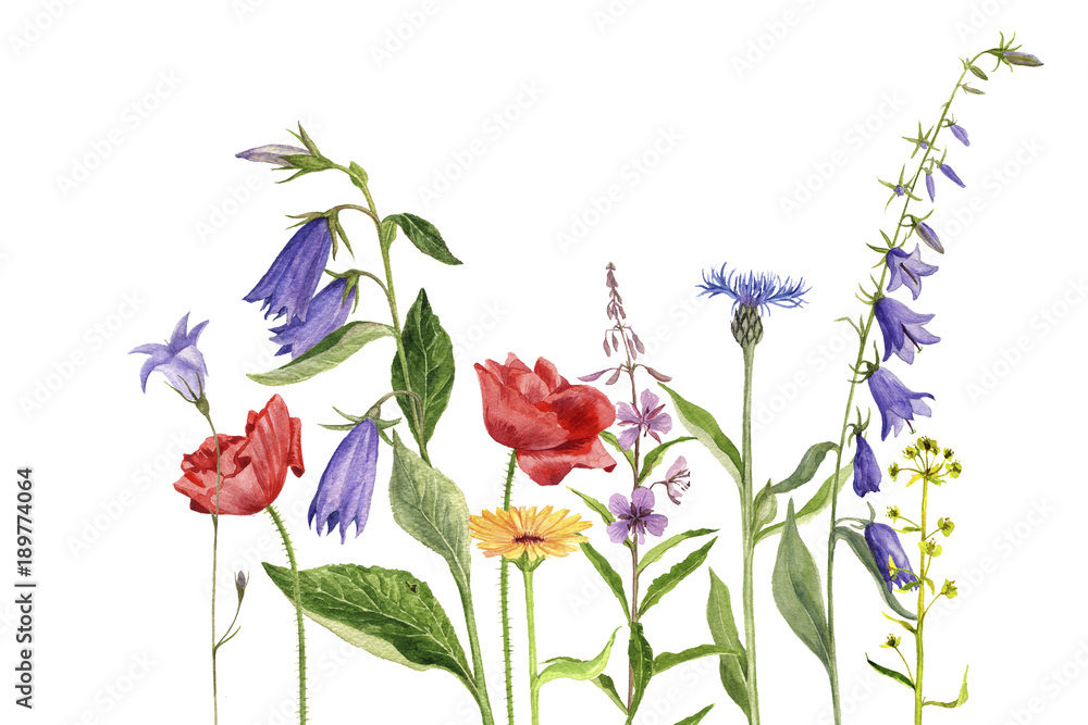 watercolor drawing flowers and plants