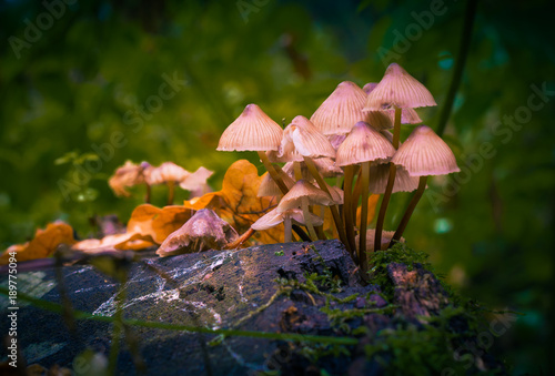 Mushroom photo