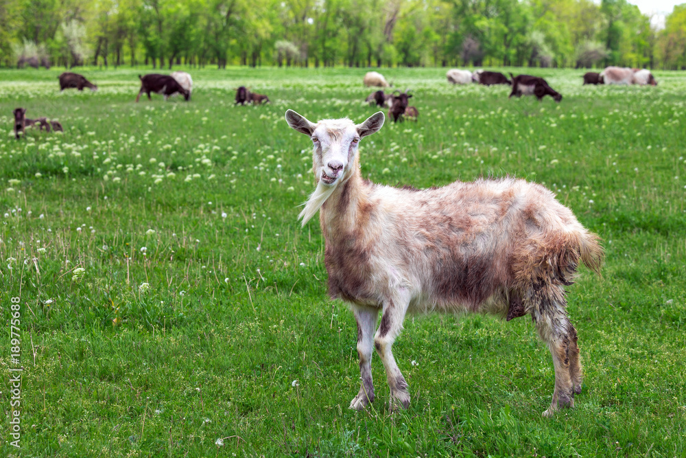 Fototapeta premium The goat is grazed on a grass.