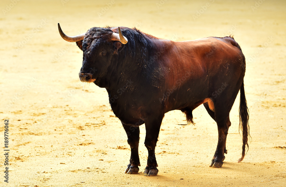 bull bull