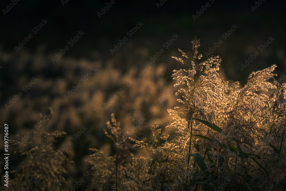 Fototapeta premium Early autumn nature