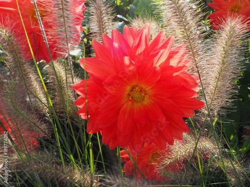 Fototapeta Naklejka Na Ścianę i Meble -   Rote Dahlie umgeben von schönen Halmen.....