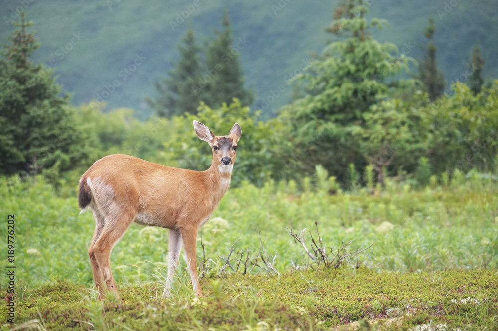 Fototapeta premium Deer in the wild with forest in background