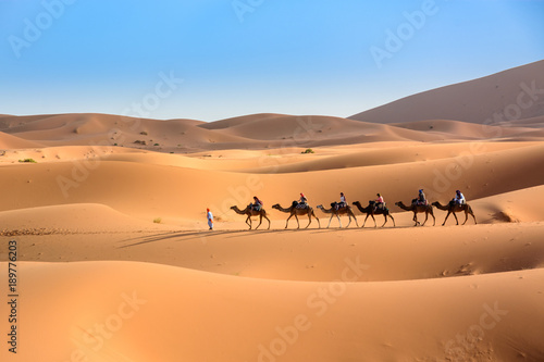 Obraz na płótnie Karawana na pustynii Sahara, Wydmy Erg Chebbi. w salonie