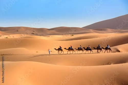 Fototapeta samoprzylepna Karawana na pustynii Sahara, Wydmy Erg Chebbi.