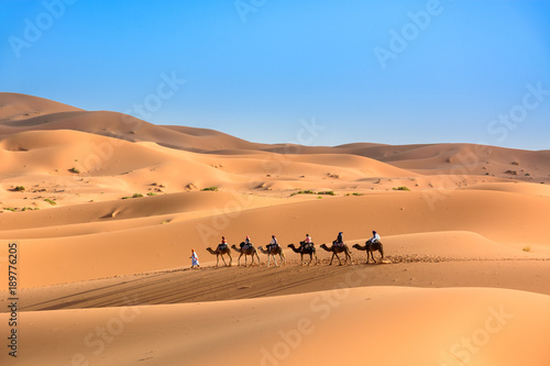 Karawana na pustynii Sahara  Wydmy Erg Chebbi.