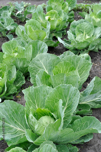 organically cultivated ripening cabbage plantation in the vegetable garden,vertical 

composition