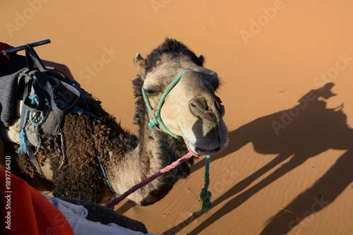 Fototapeta samoprzylepna Wydmy Erg Chebbi. Sahara