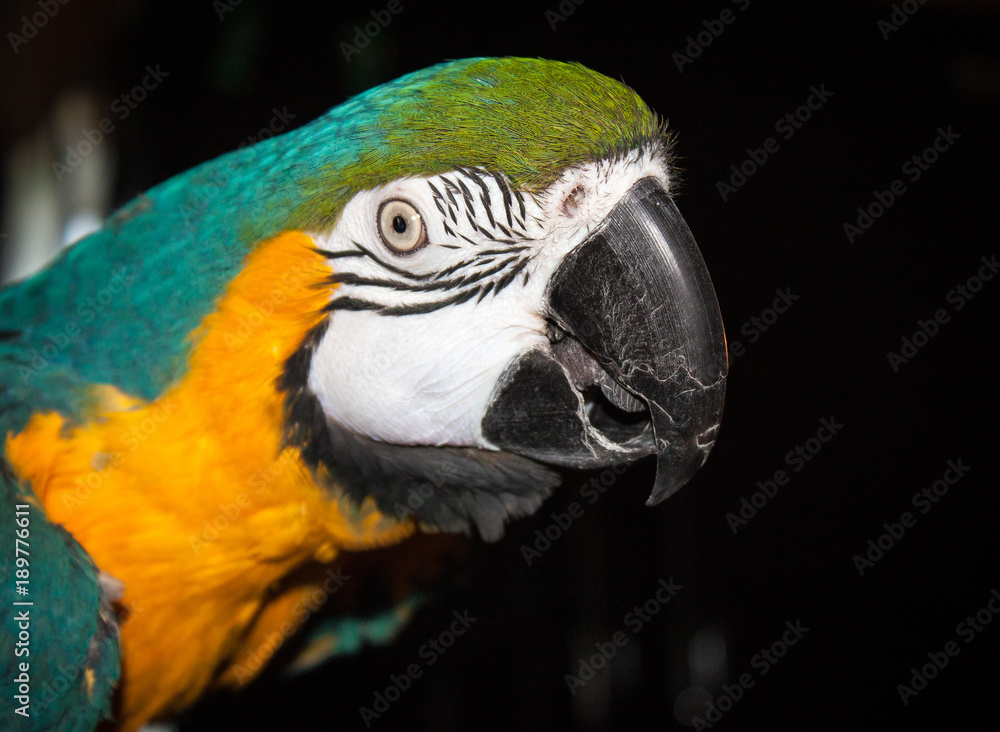 Blue and Gold Macaw Posing for a Portrait Blue and Gold Macaw Posing for a Portrait