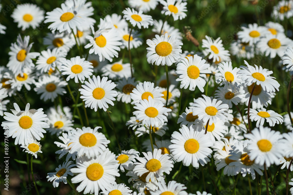 A closeup of white daisies blooming in a field. A closeup of white daisies blooming in a field.