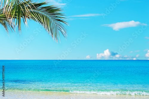 Fototapeta Naklejka Na Ścianę i Meble -  Palm tree over the beach