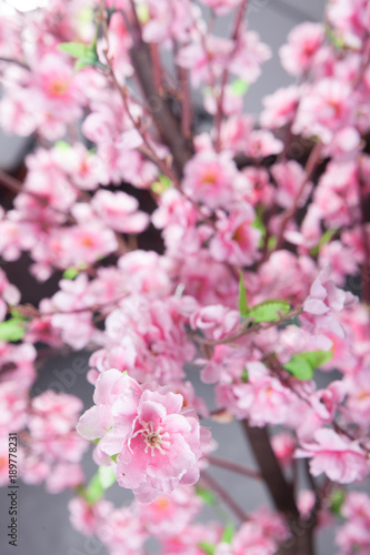 Fake Sakura tree Shot in the studio