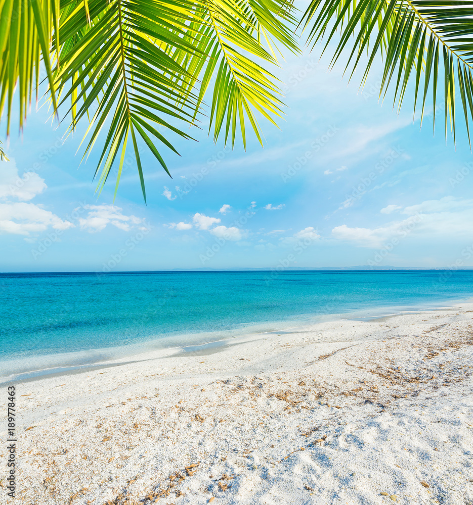 Fototapeta premium Palm tree over a tropical beach
