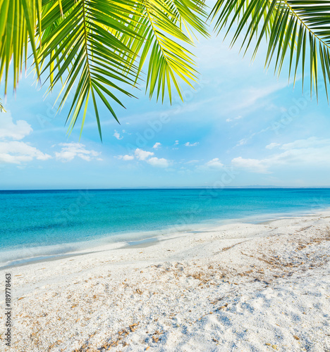 Palm tree over a tropical beach