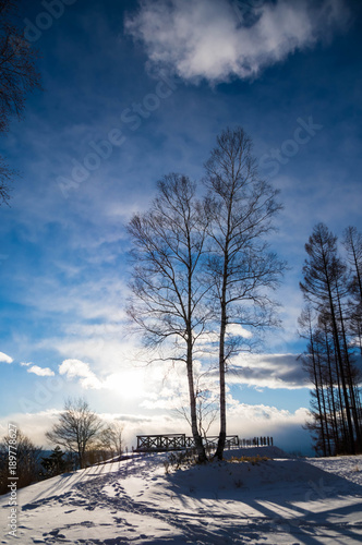 White birch at Yokoya photo