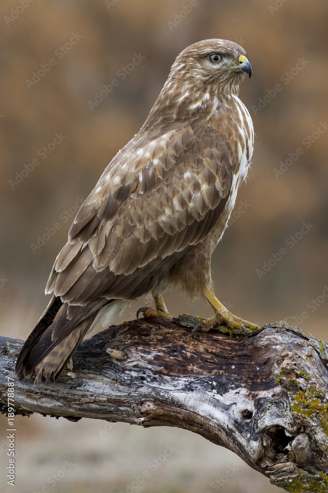 Common buzzard (Buteo buteo) Common buzzard (Buteo buteo)