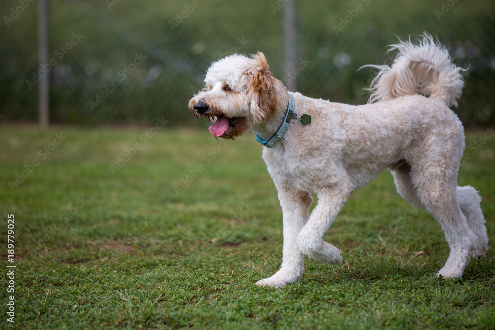 dog playing in the dog park, smiling dog playing in the dog park, smiling