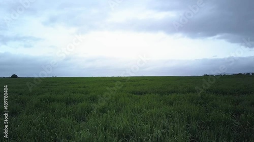 Agricultural sugar cane fields 