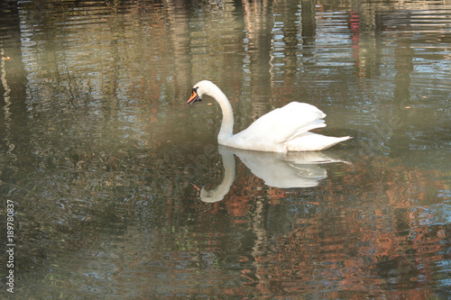 a swan is swimming with a beautiful reflection on a lake 