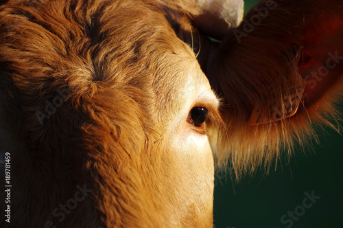 Foto le regard d'une vache limousine,