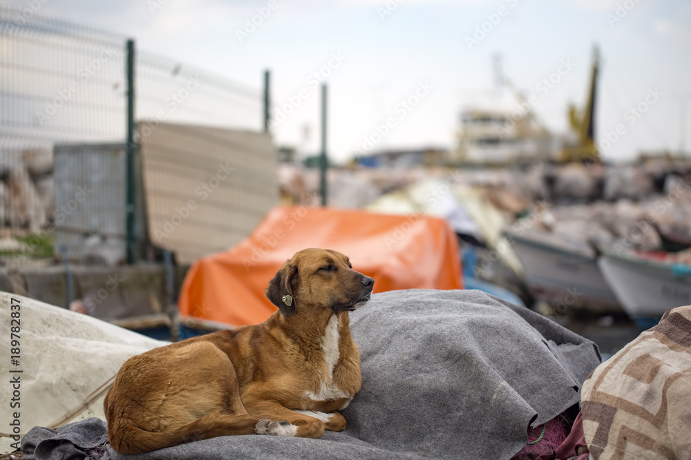 Sokak Köpeği