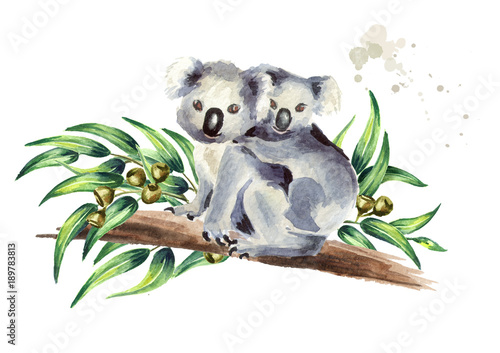 Koala bear with baby sitting on eucalyptus branch, isolated on white background. Watercolor hand drawn illustration