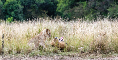 Father Lion and Curious Cub © adogslifephoto