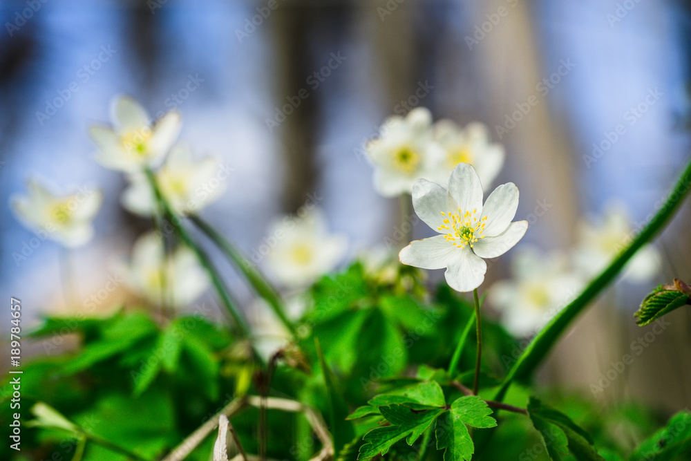 White spring flower in forest, blurred background White spring flower in forest, blurred background