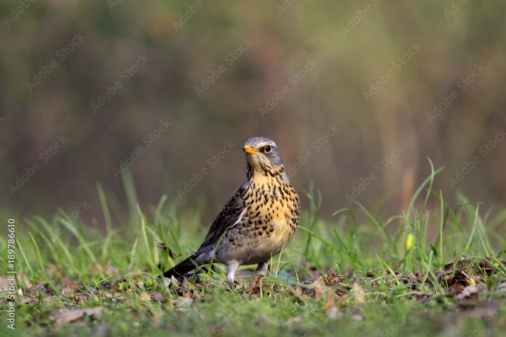Single Fieldfare bird on grassy wetlands during a spring nesting period Single Fieldfare bird on grassy wetlands during a spring nesting period