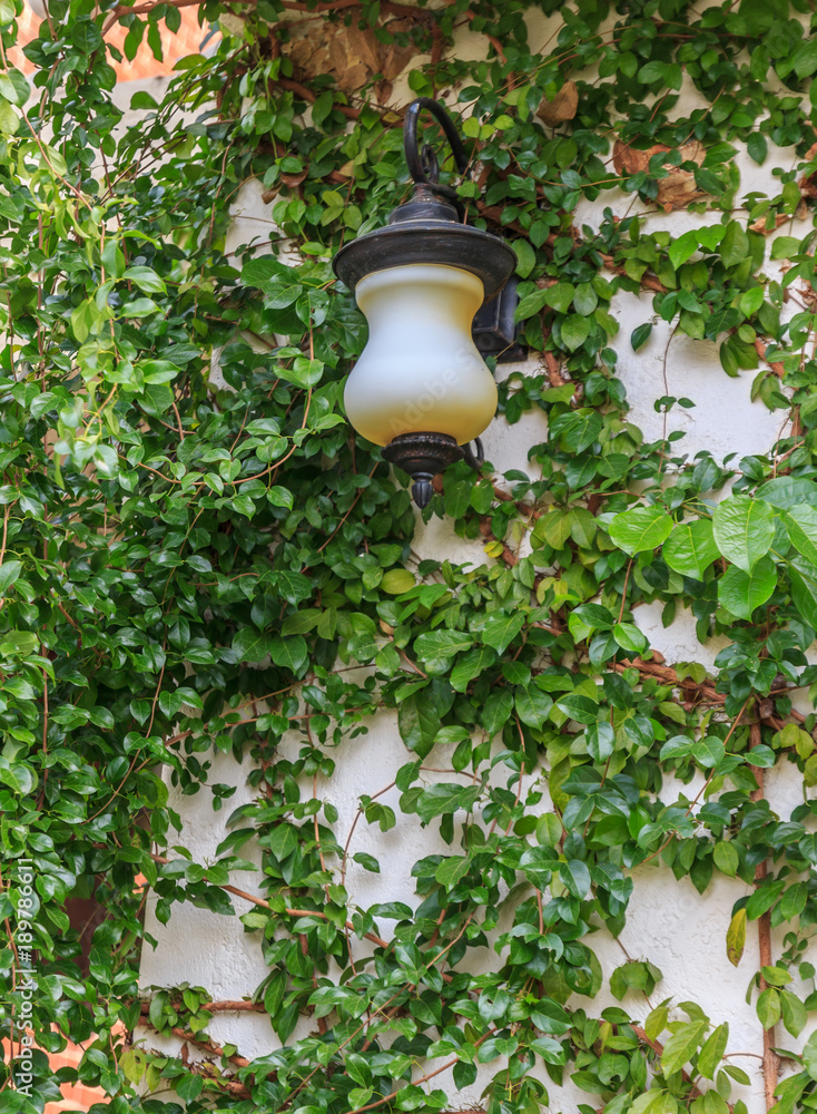 Retro wall lamp, with on green climber wall
Retro wall lamp, with on green climber wall