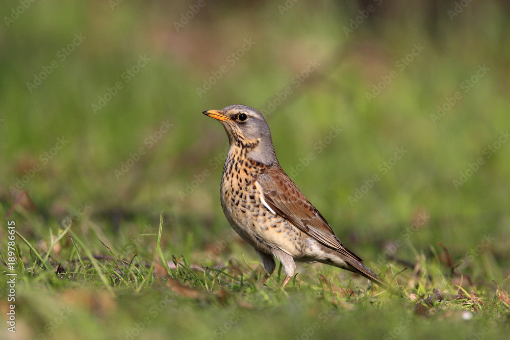 Single Fieldfare bird on grassy wetlands during a spring nesting period Single Fieldfare bird on grassy wetlands during a spring nesting period
