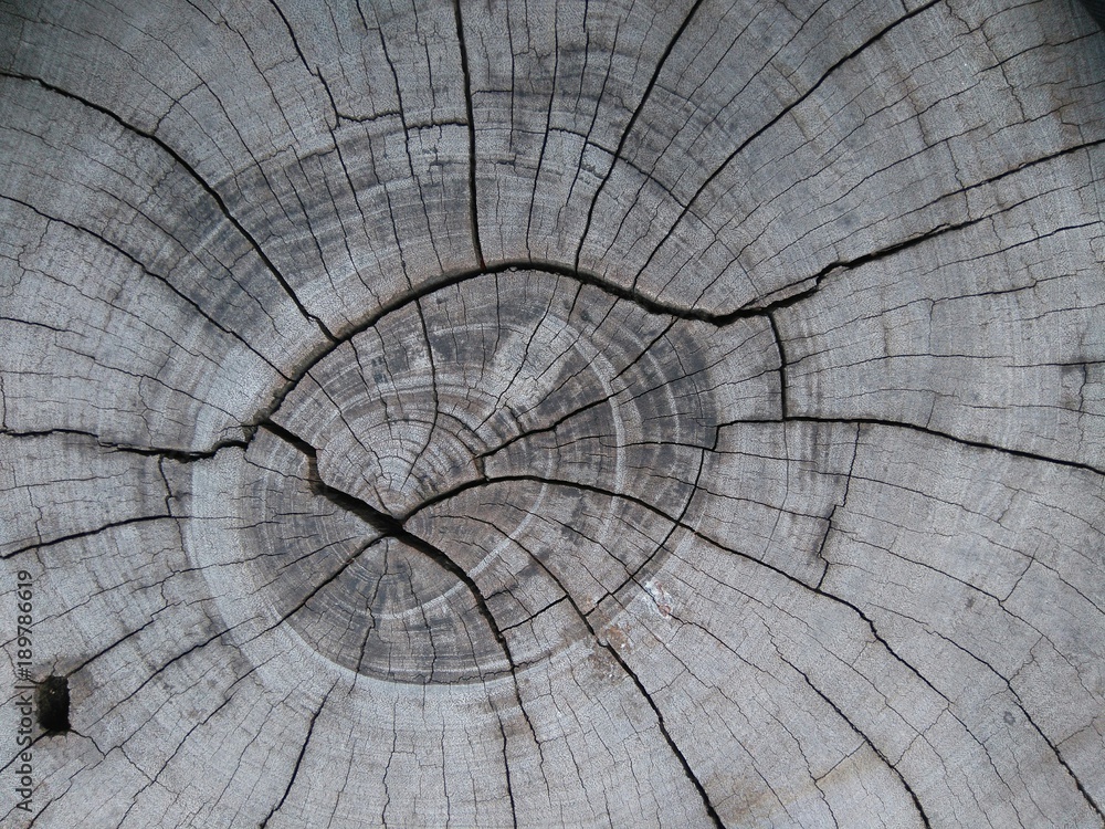 Wood Background Texture