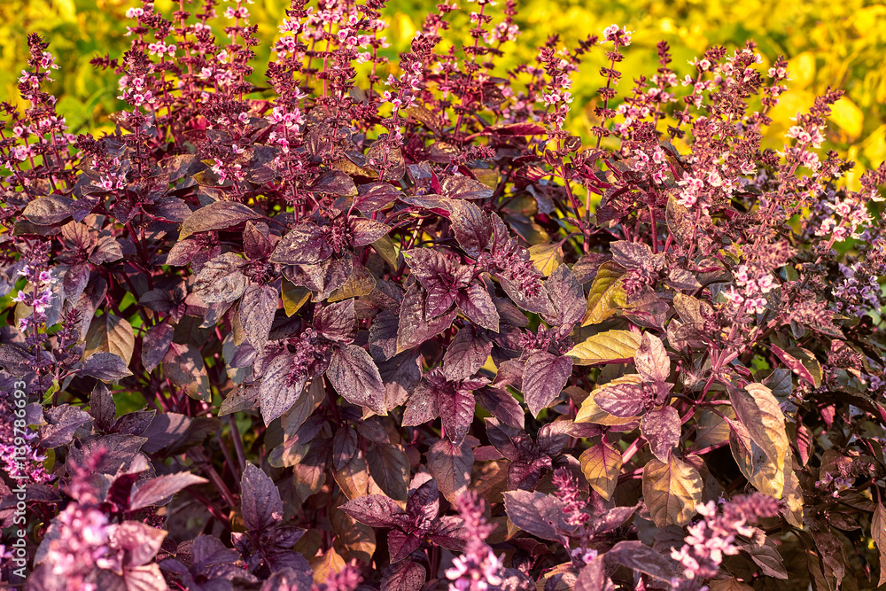 Ocimum, Purple basil. Red rubin basil Ocimum basilicum Lamiaceae family. Free space for your text. Ocimum, Purple basil. Red rubin basil Ocimum basilicum Lamiaceae family. Free space for your text.