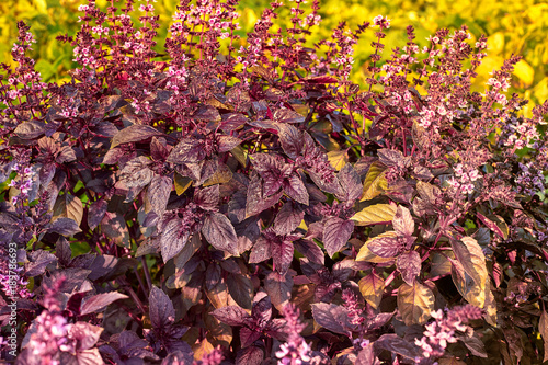 Ocimum, Purple basil. Red rubin basil Ocimum basilicum Lamiaceae family. Free space for your text.
