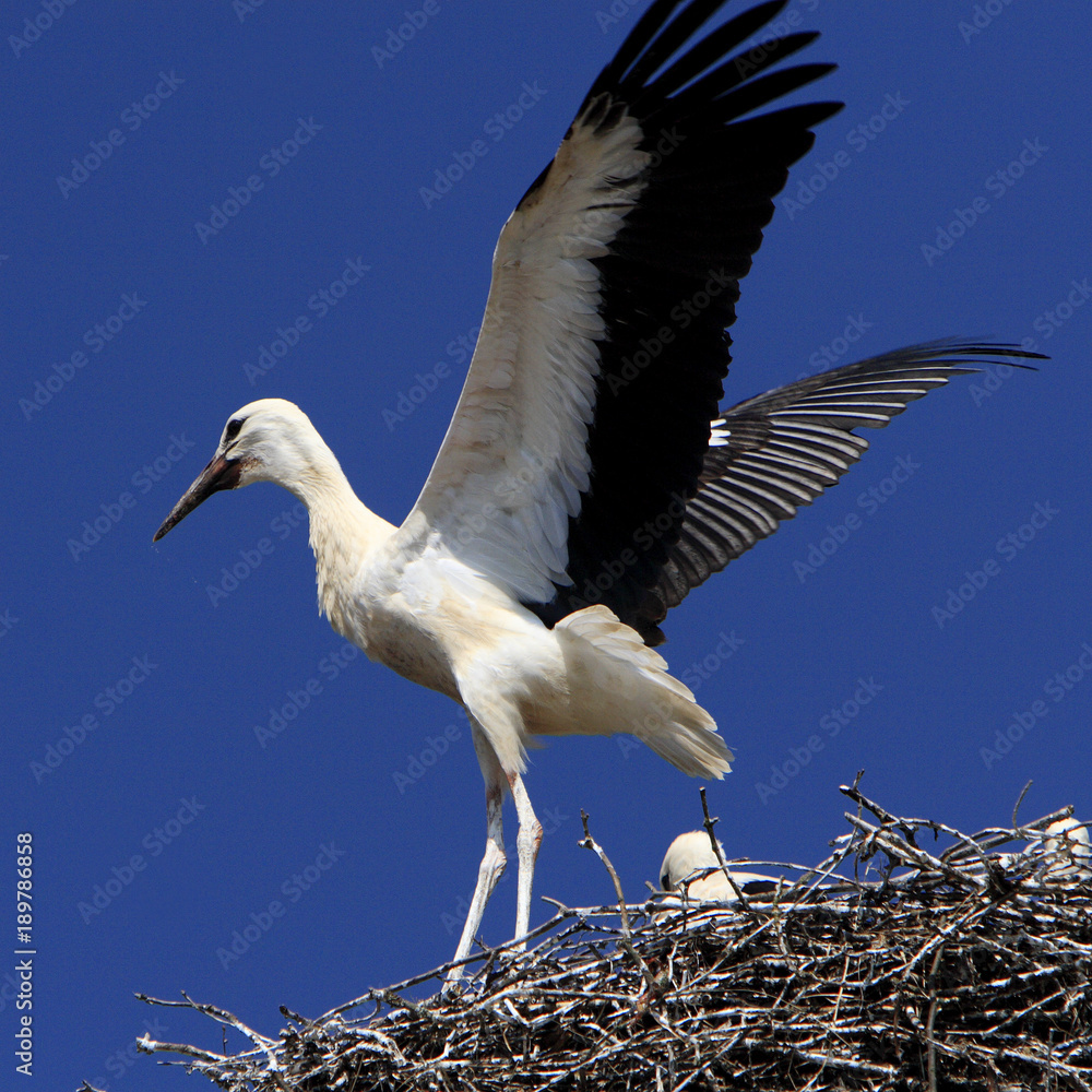Fototapeta premium White Stork birds on a nest during the spring nesting period