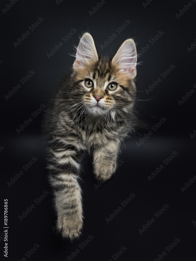 Classic brown tabby Maine Coon cat / kitten laying with paws hanging over edge isolated on black background Classic brown tabby Maine Coon cat / kitten laying with paws hanging over edge isolated on black background