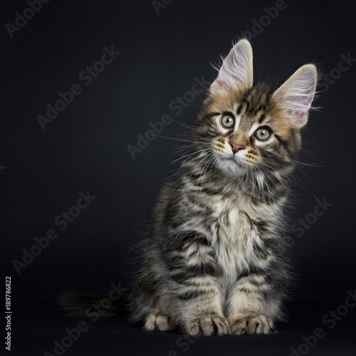 Classic brown tabby Maine Coon cat / kitten sitting straight up isolated on black background