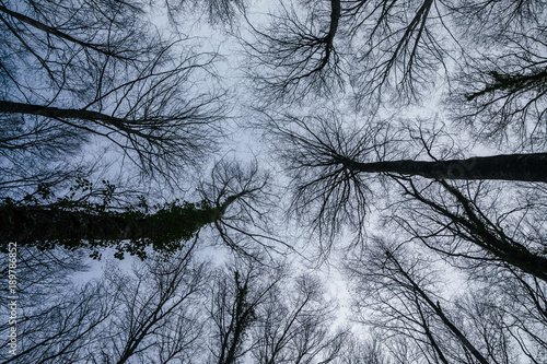 Tree branches seen from below