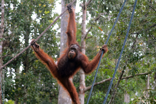 Orangutan, Semenggoh, Malaysia