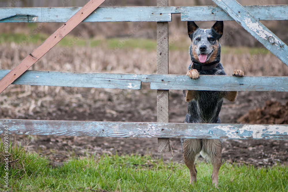 Obraz na plátně Beauty portrait of Australian cattle dog