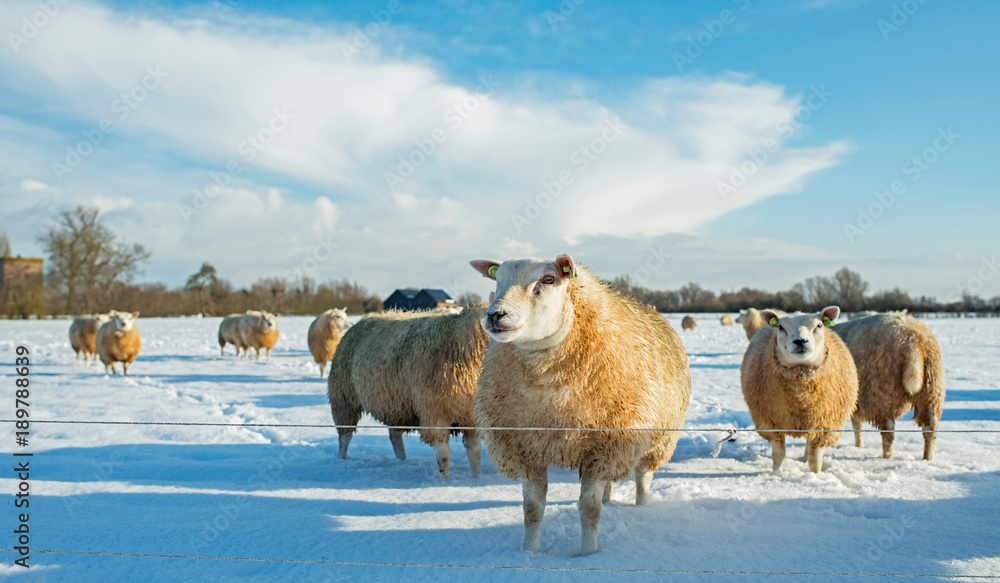 Fototapeta premium Stado owiec w holenderskiej zimowej wsi.