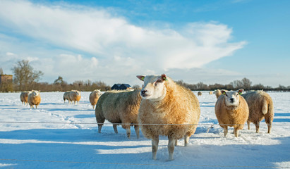 Ingelijste posters Schaap Schapenkudde in Hollands winterlandschap  © ysbrandcosijn