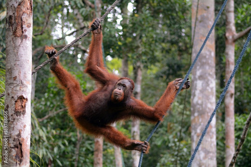 Orangutan, Semenggoh, Malaysia © nyiragongo