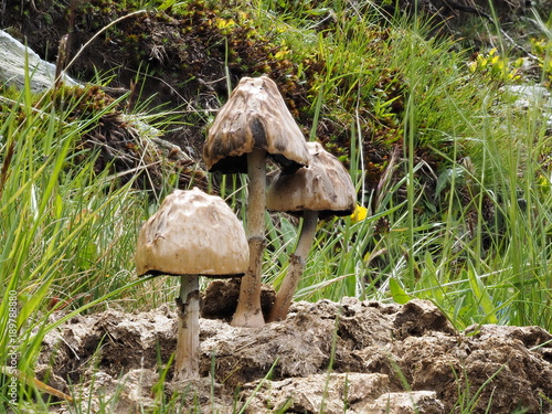 Pilz auf Kuhfladen