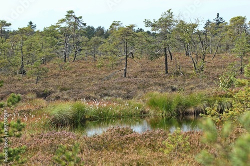 Das Moorauge im Schwarzen Moor in der Rhön photo