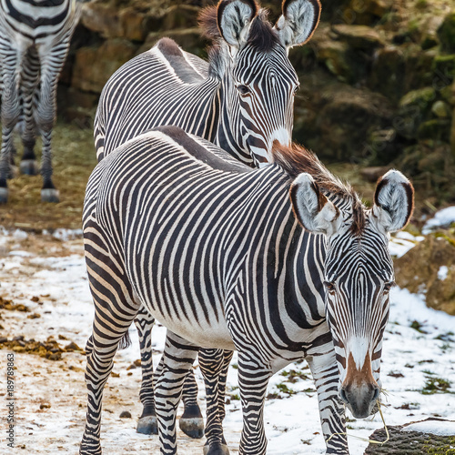 Zwei Zebras hintereinander