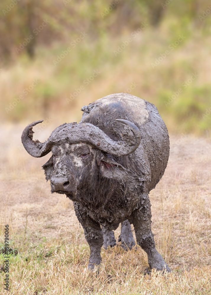 Fototapeta premium Muddy Cape Buffalo in Africa