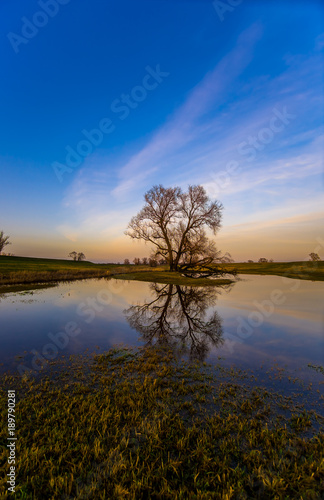 Der einsame Baum