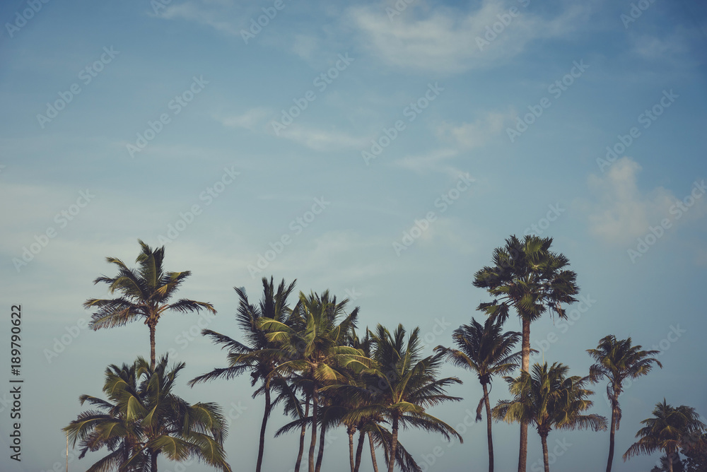 Fototapeta premium Palm trees against the blue sky. Tropical landscape.