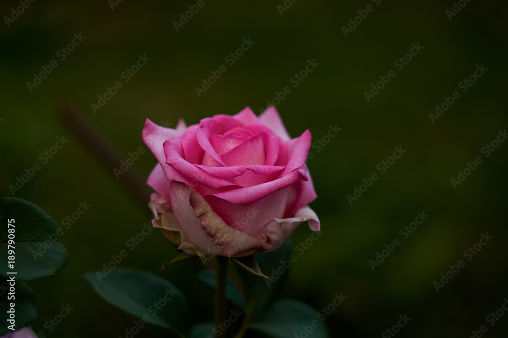Pink rose in our garden - valentines day gift Pink rose in our garden - valentines day gift